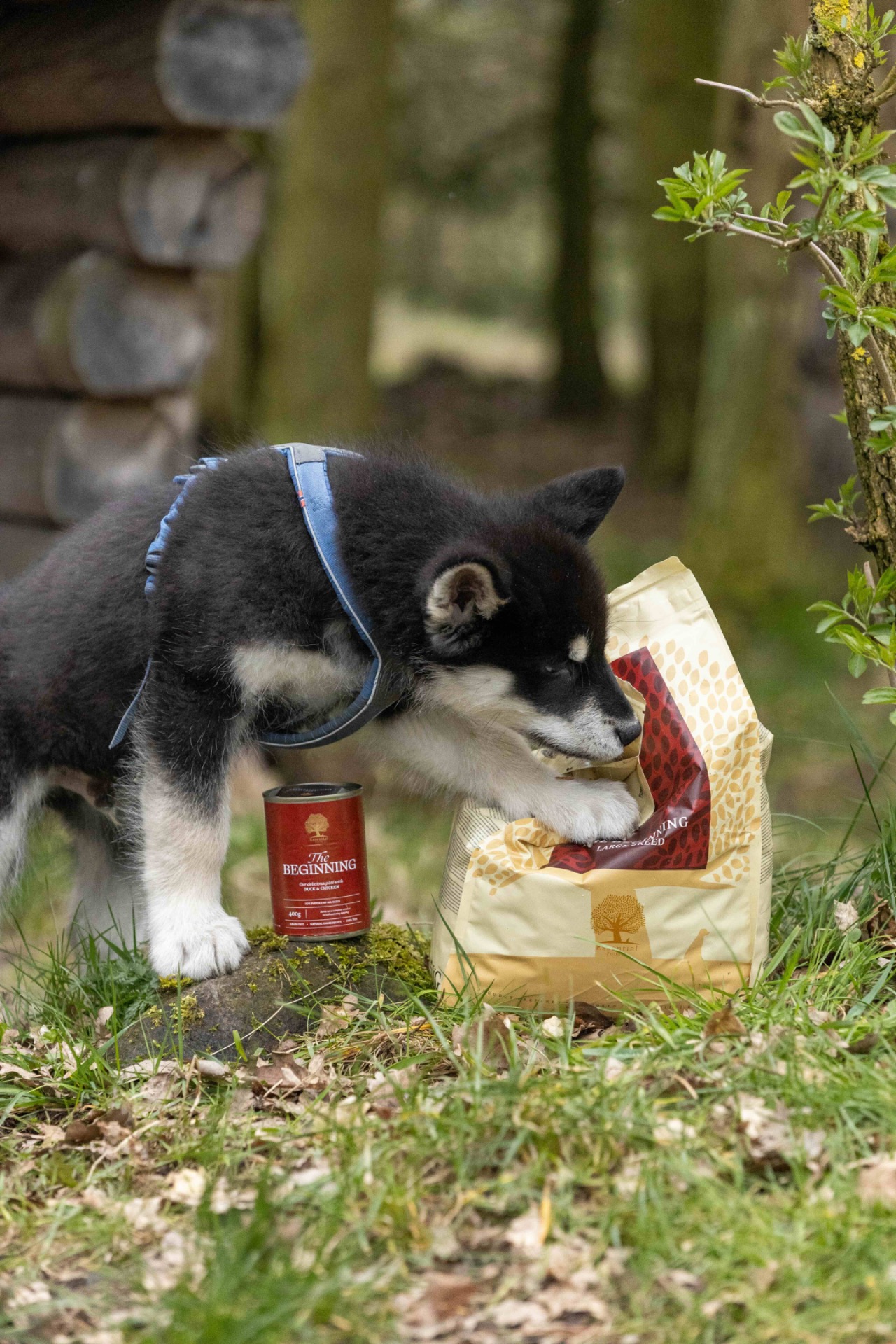 @The Nordic Malamutes